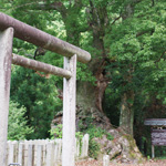 信太神社のくすの木
